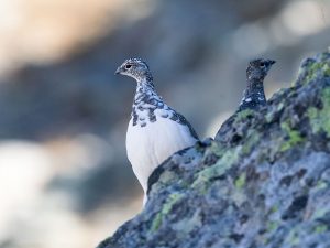 Les Galliformes