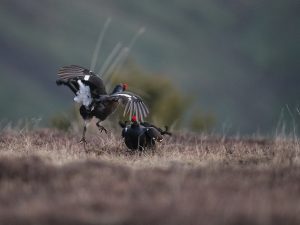Les Galliformes