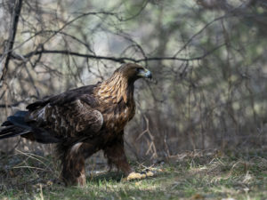 Les Rapaces