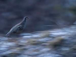Les Galliformes