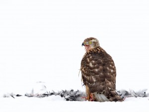 Les Rapaces
