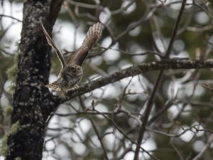 Chouettes et Hiboux