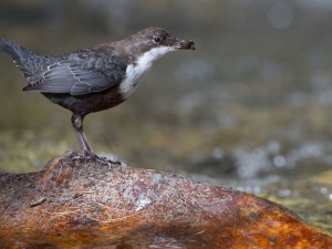 Les Passereaux