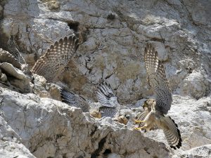 Les Faucons
