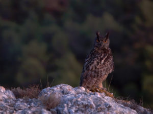 Chouettes et Hiboux