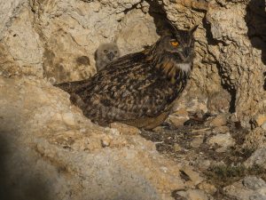 Chouettes et Hiboux