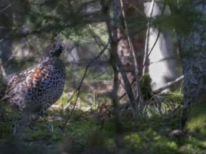 Les Galliformes