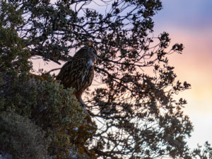 Chouettes et Hiboux
