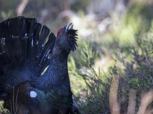 Les Galliformes