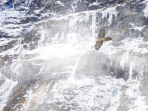 Les Rapaces