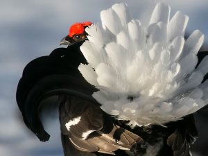 Les Galliformes