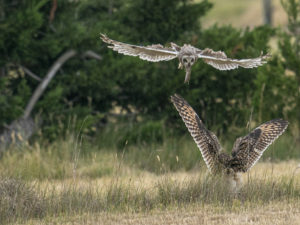 Chouettes et Hiboux