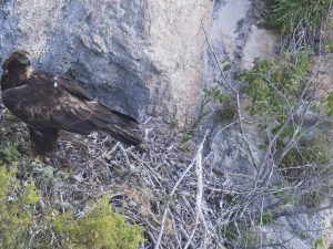 Les Rapaces