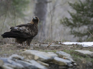 Les Rapaces