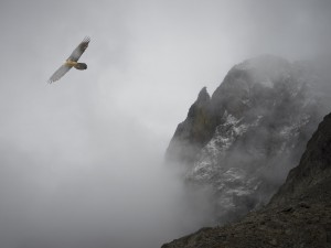 Les Rapaces