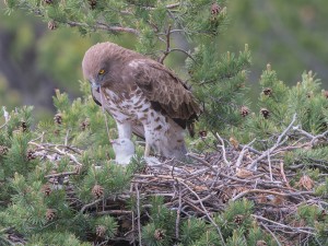 Les Rapaces