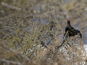 Les Galliformes