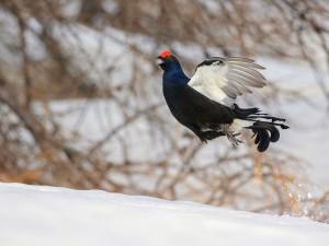 Les Galliformes