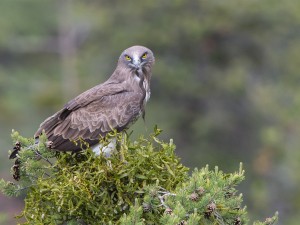 Les Rapaces