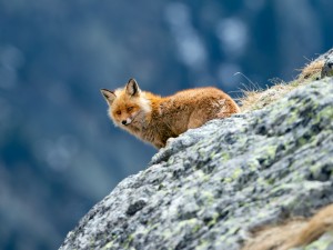 Renard