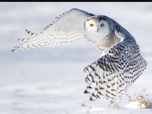 Chouettes et Hiboux