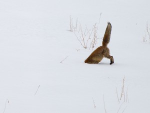 Renard