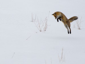 Renard