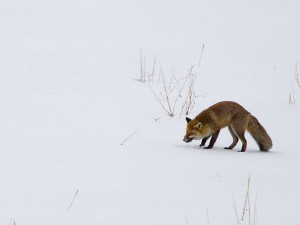 Renard