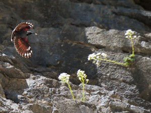 Les Passereaux