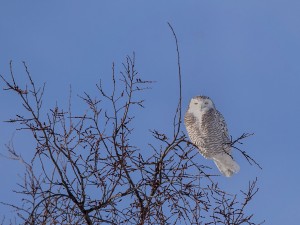 Chouettes et Hiboux
