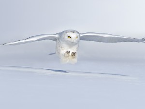 Chouettes et Hiboux