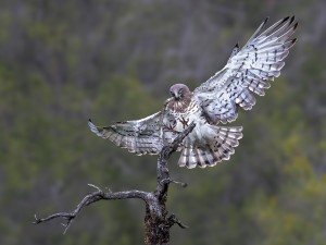 Les Rapaces