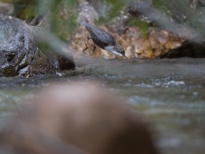 Les Passereaux