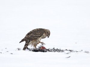 Les Rapaces