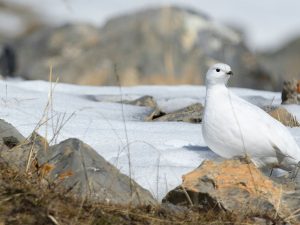 Les Galliformes