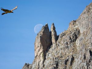 Les Rapaces
