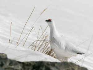 Les Galliformes