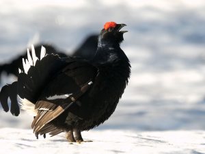 Les Galliformes