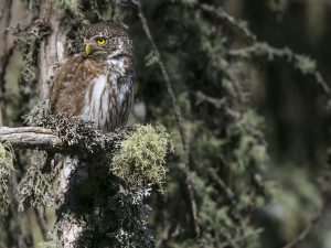Chouettes et Hiboux