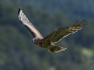 Les Rapaces
