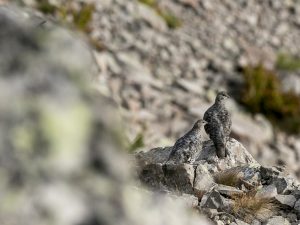 Les Galliformes