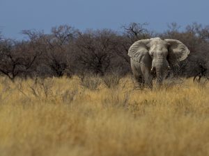 Namibie