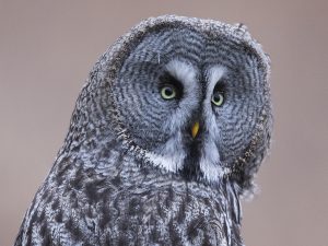 Chouettes et Hiboux