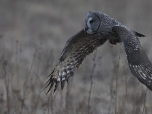 Chouettes et Hiboux