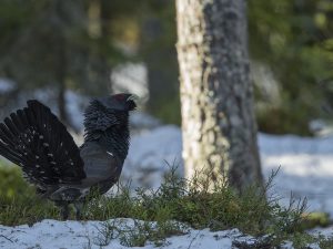 Les Galliformes