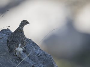 Les Galliformes