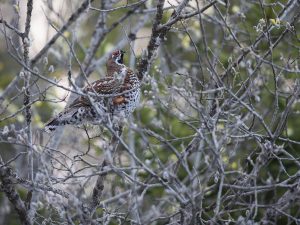 Les Galliformes