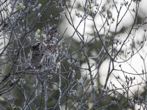 Les Galliformes