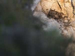 Chouettes et Hiboux