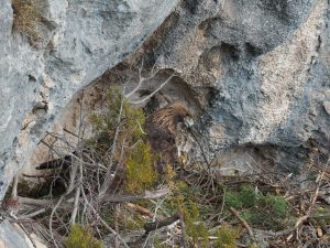 Les Rapaces
